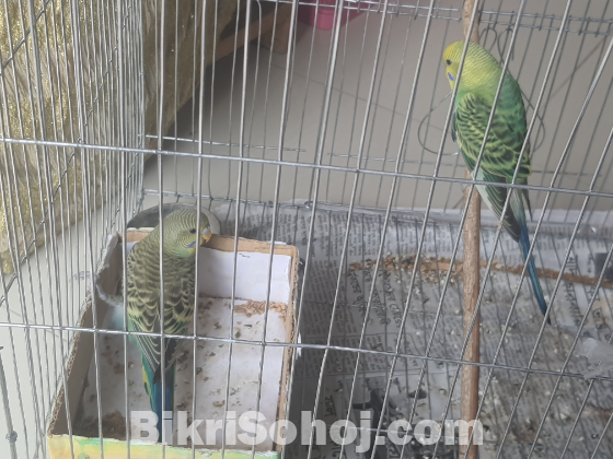 বাজরিগার পাখি